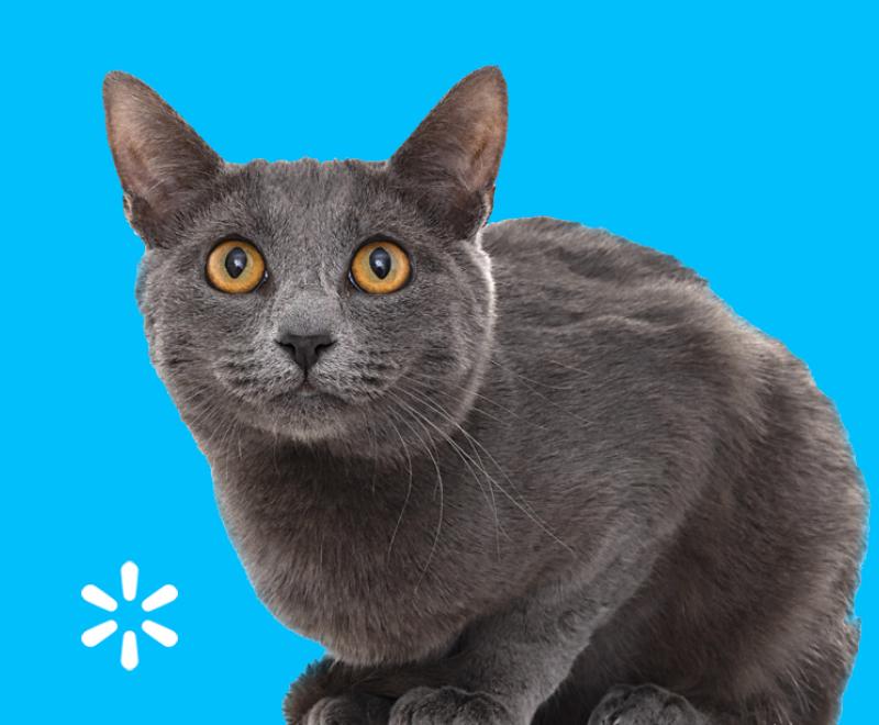 Gray cat on everyday blue background with Walmart spark logo