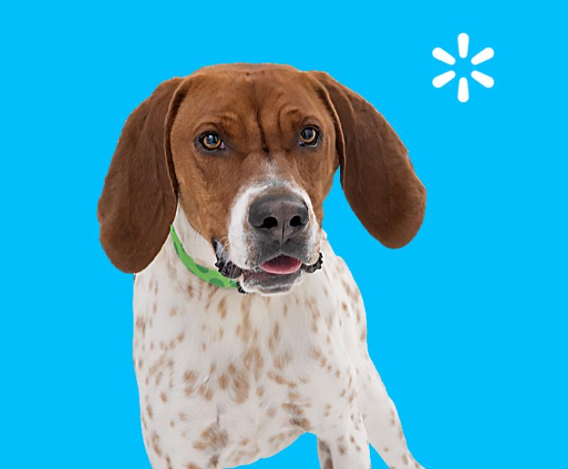 Beagle-like dog on everyday blue background with Walmart spark logo