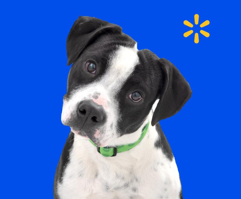 Black and white medium-size dog on true blue background with Walmart spark logo