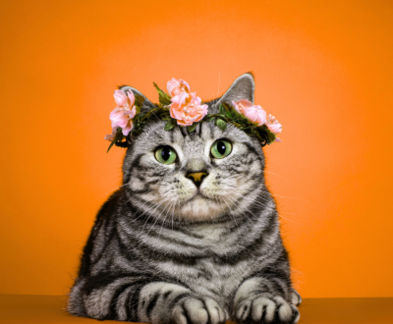 A gray tabby cat wearing a flower crown.