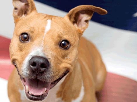Pets for Vets